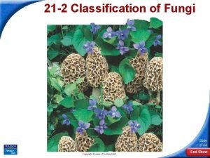 Section 21-2 classification of fungi