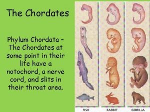 The Chordates Phylum Chordata The Chordates at some