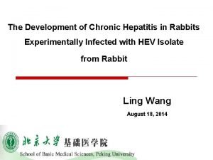 The Development of Chronic Hepatitis in Rabbits Experimentally
