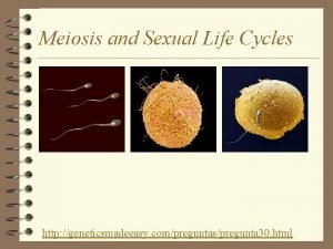 Chapter 13: meiosis and sexual life cycles