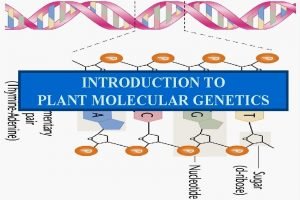 INTRODUCTION TO PLANT MOLECULAR GENETICS Why young breeders