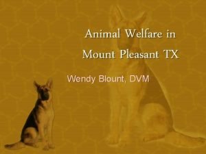Mount pleasant tx animal shelter