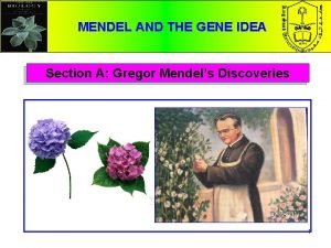 MENDEL AND THE GENE IDEA Section A Gregor