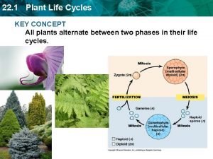 22 1 Plant Life Cycles KEY CONCEPT All