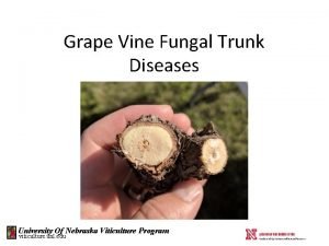 Grape Vine Fungal Trunk Diseases University Of Nebraska