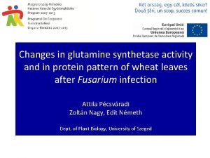 Changes in glutamine synthetase activity and in protein