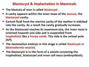 Blastocyst Implantation in Mammals The blastula of man