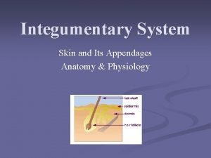 Integumentary System Skin and Its Appendages Anatomy Physiology