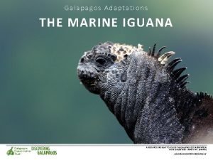 Marine iguana adaptations