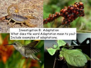 What does the word adaptation mean