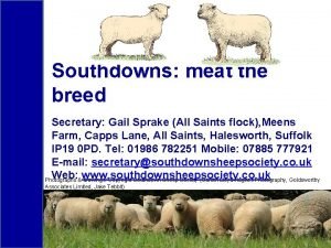 Southdowns meat the breed Secretary Gail Sprake All