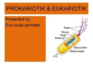 PROKARIOTIK EUKARIOTIK Presented by Suci aulia permata PROKARIOTIK
