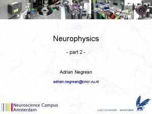 Neurophysics part 2 Adrian Negrean adrian negreancncr vu