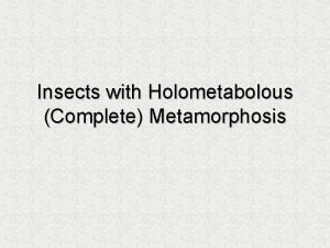 Insects with Holometabolous Complete Metamorphosis Orders with Complete