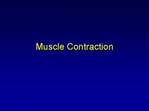 Muscle Contraction Objectives Describe the process of excitation