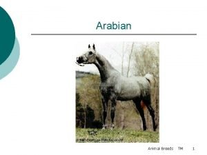 Arabian Animal Breeds TM 1 Appaloosa Animal Breeds