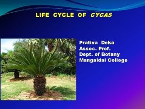 Life cycle of cycads