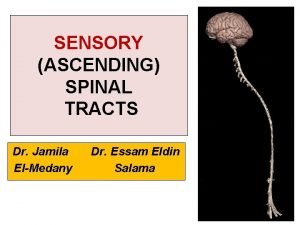 Spinocerebellar tract