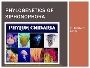 PHYLOGENETICS OF SIPHONOPHORA By Kimberly Cerilli https www