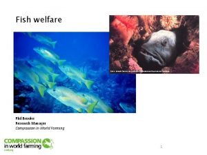 Fish welfare Credit National Oceanic and Atmospheric AdministrationDepartment