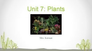 Chapter 20 plant diversity