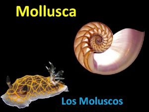Características de los moluscos