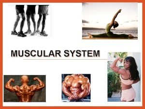 MUSCULAR SYSTEM TYPES OF MUSCLE Skeletal striated voluntary