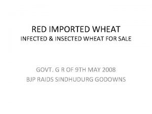 RED IMPORTED WHEAT INFECTED INSECTED WHEAT FOR SALE