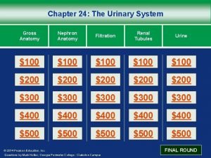 Chapter 24 The Urinary System Gross Anatomy Nephron