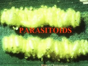 PARASITOIDS Suborder Apocrita 1 PARASTICA parasitoids 2 ACULEATA