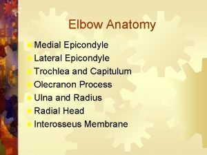 Elbow Anatomy Medial Epicondyle Lateral Epicondyle Trochlea and
