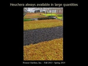 Heuchera always available in large quantities Pioneer Gardens
