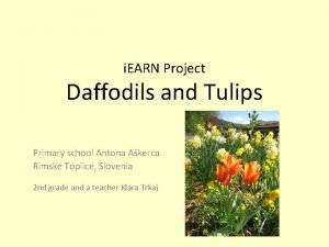 i EARN Project Daffodils and Tulips Primary school