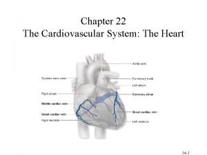 Heart orientation
