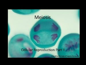 Meiosis Cellular Reproduction Part II Ploidy Ploidy N