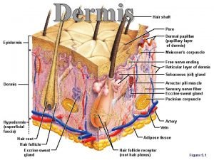 Dermis Hair shaft Pore Dermal papillae papillary layer