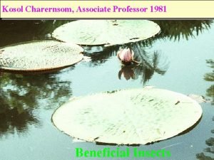 Kosol Charernsom Associate Professor 1981 Beneficial Insects Calopterygidae