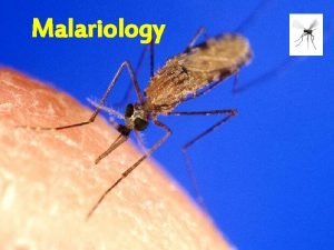 Malariology Malaria Malaria means bad air Malaria is