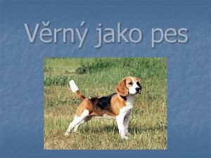 Vrn jako pes Nkter plemena n n n