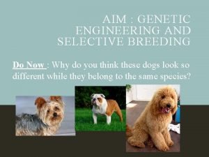 AIM GENETIC ENGINEERING AND SELECTIVE BREEDING Do Now