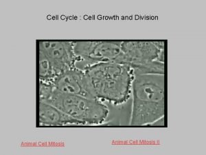 Cell Cycle Cell Growth and Division Animal Cell