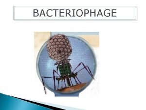BACTERIOPHAGE Bacteriophage Phage Definition Viruses that infect and