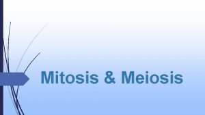 Compare mitosis and meiosis