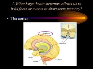 1 What large brain structure allows us to