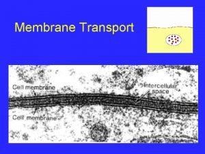 Membrane Transport About Cell Membranes 1 All cells