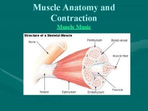 Muscle Anatomy and Contraction Muscle Music Muscle TermsAnatomy