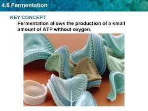 4 6 Fermentation KEY CONCEPT Fermentation allows the