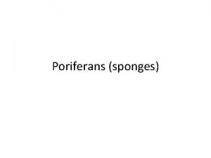 Poriferans