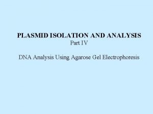 PLASMID ISOLATION AND ANALYSIS Part IV DNA Analysis