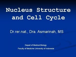 Nucleus Structure and Cell Cycle Dr rer nat